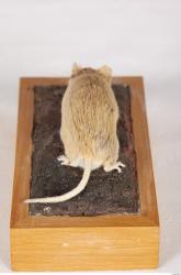 Whole Body Mouse